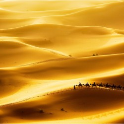 Dune aurii de nisip - fototapet vlies