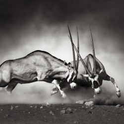 Lupta salbatica - fototapet animale