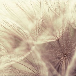 Papadii in stil vintage - fototapet vlies