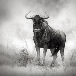 Privirea bestiei - fototapet animale
