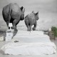 Rinoceri - fototapet animale
