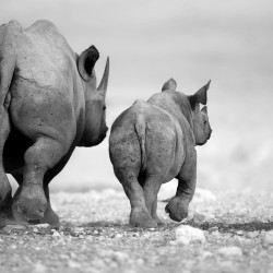 Rinoceri - fototapet animale