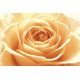 Trandafirul portocaliu roze - fototapet vlies