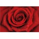 Trandafirul rosu cu picaturi de apa - fototapet vlies