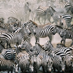 Turma de zebre - fototapet animale