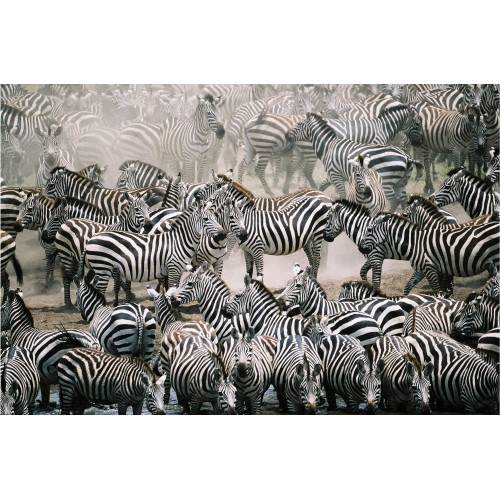 Turma de zebre - fototapet animale