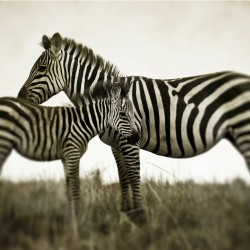 Zebra femela si manzul - fototapet animale