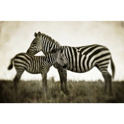 Zebra femela si manzul - fototapet animale