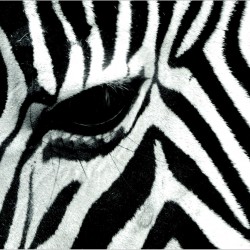 Zebra print - fototapet animale