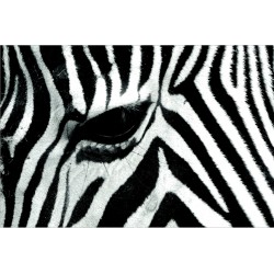 Zebra print - fototapet animale