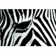 Zebra print - fototapet animale