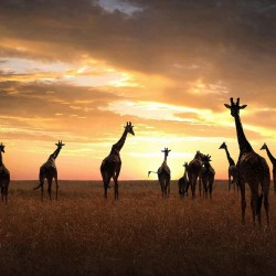 Familie de girafe - fototapet animale