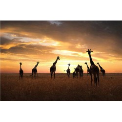 Familie de girafe - fototapet animale