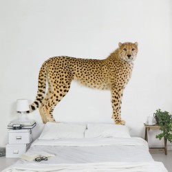 Ghepard - fototapet animale