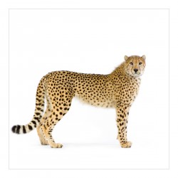 Ghepard - fototapet animale