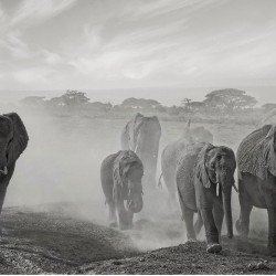 O turmă de elefanți - fototapet animale