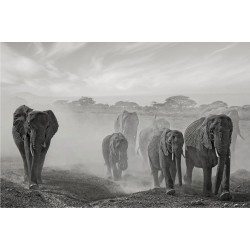 O turmă de elefanți - fototapet animale