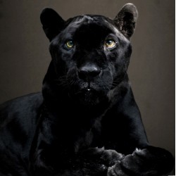 Panteră neagră - fototapet animale