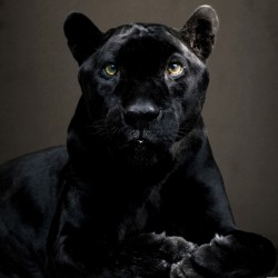 Panteră neagră - fototapet animale