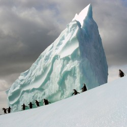 Pinguinii din Antarctica - fototapet animale