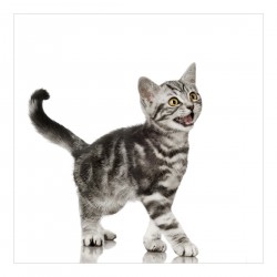 Pisicuța - fototapet animale