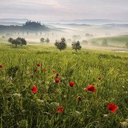 Primavară în Toscana - fototapet vlies