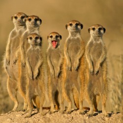 Suricate - fototapet animale