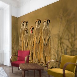 Suricate - fototapet animale